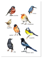 Poster mit Vogelarten
